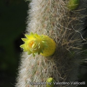 19170 valentino Valentino Vallicelli