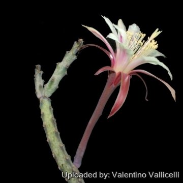 2800 valentino Valentino Vallicelli