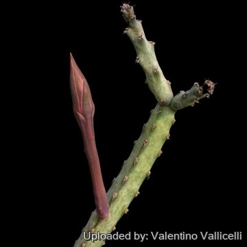 2798 valentino Valentino Vallicelli