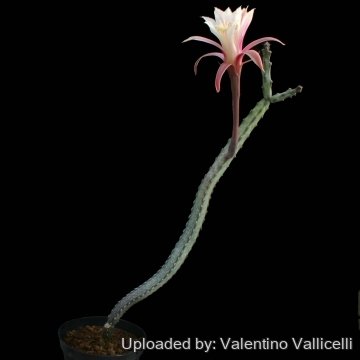 2799 valentino Valentino Vallicelli