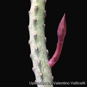 2801 valentino Valentino Vallicelli