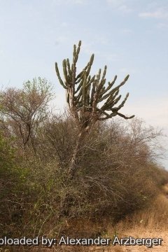 27398 alexander Alexander Arzberger