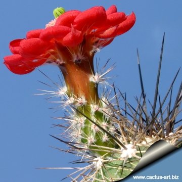 14197 cactus-art Cactus Art