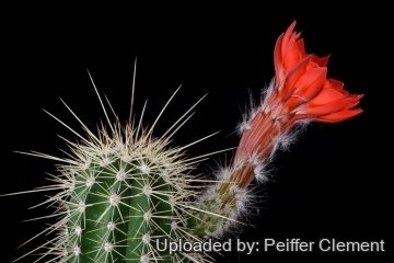 30680 cpif Peiffer Clement