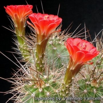 6985 valentino Valentino Vallicelli