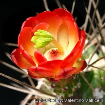 14141 valentino Valentino Vallicelli