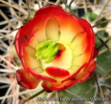 14142 valentino Valentino Vallicelli