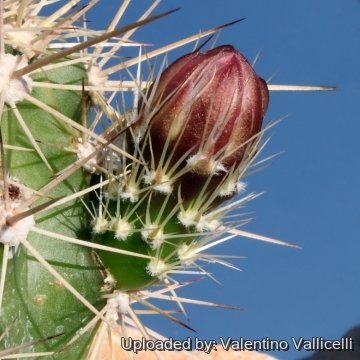 6356 valentino Valentino Vallicelli