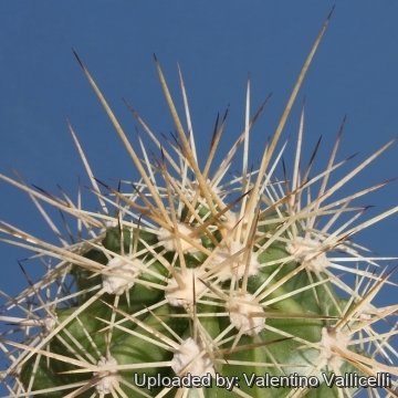 6357 valentino Valentino Vallicelli