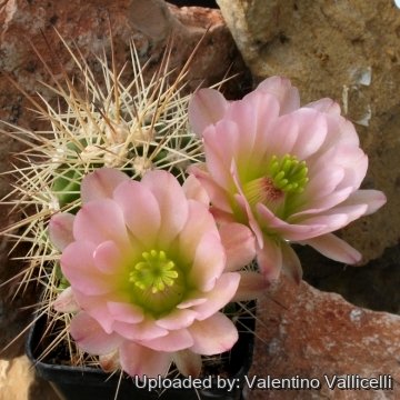 6605 valentino Valentino Vallicelli