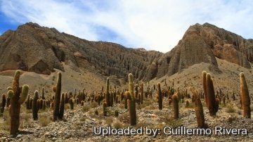 29176 guillermo Guillermo Rivera