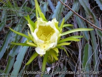 21027 star Forest Starr & Kim Starr