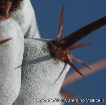 17475 valentino Valentino Vallicelli