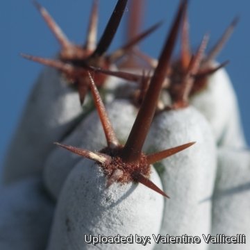 17478 valentino Valentino Vallicelli