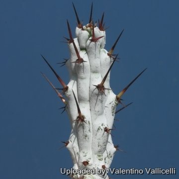 18093 valentino Valentino Vallicelli