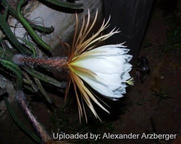 27356 alexander Alexander Arzberger