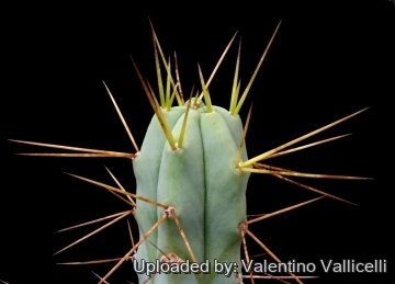 9836 valentino Valentino Vallicelli