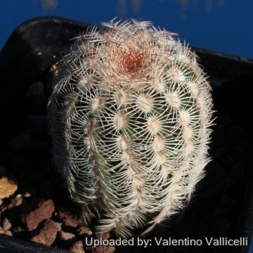 1770 valentino Valentino Vallicelli