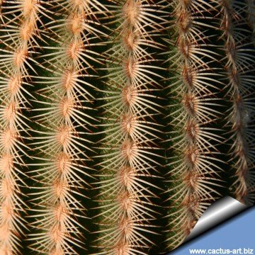 1772 cactus-art Cactus Art