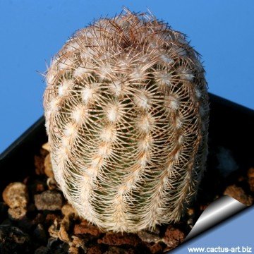 1774 cactus-art Cactus Art
