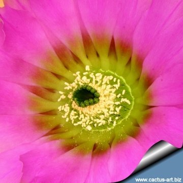 14381 cactus-art Cactus Art