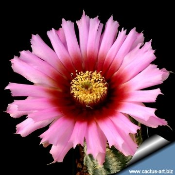 14409 cactus-art Cactus Art