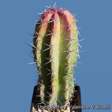 5823 valentino Valentino Vallicelli