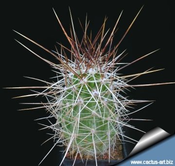 14302 cactus-art Cactus Art