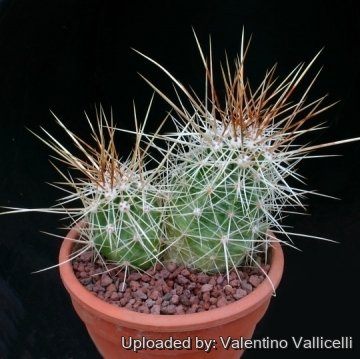 14306 valentino Valentino Vallicelli