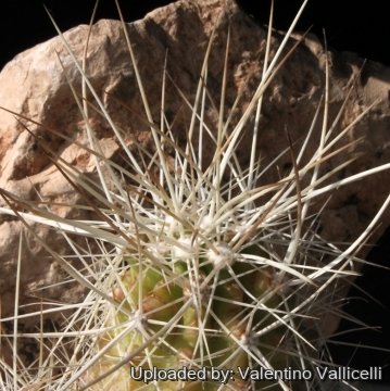 15569 valentino Valentino Vallicelli