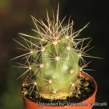 18408 valentino Valentino Vallicelli