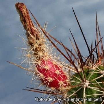 14320 valentino Valentino Vallicelli