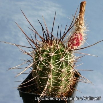 14321 valentino Valentino Vallicelli