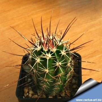 14322 cactus-art Cactus Art