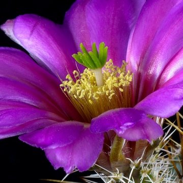 29530 cpif Peiffer Clement