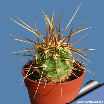 14319 cactus-art Cactus Art