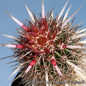 7625 valentino Valentino Vallicelli