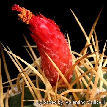 5278 valentino Valentino Vallicelli