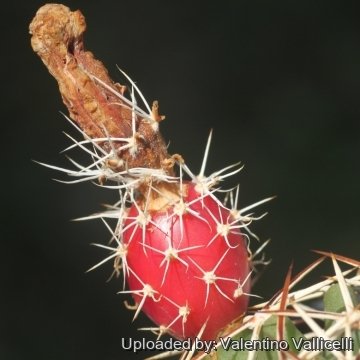 18070 valentino Valentino Vallicelli