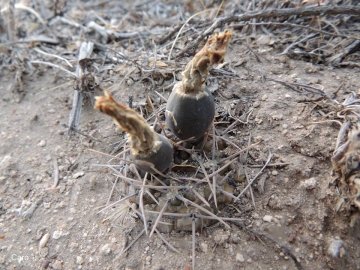 23961 carolina Carolina González