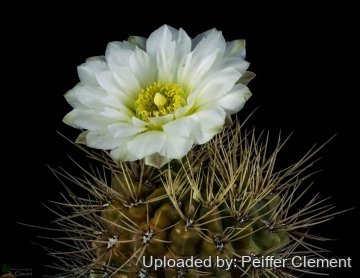 30207 cpif Peiffer Clement