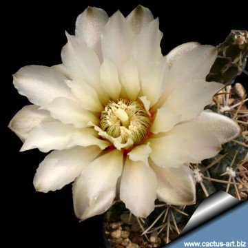 639 cactus-art Cactus Art