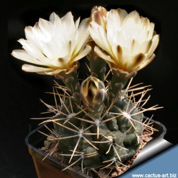 641 cactus-art Cactus Art