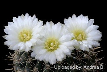 638 andrea Andrea B.