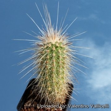 8760 valentino Valentino Vallicelli