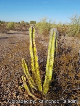 29927 RapCactus Raimondo Paladini