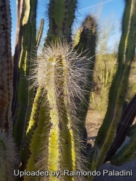 29928 RapCactus Raimondo Paladini