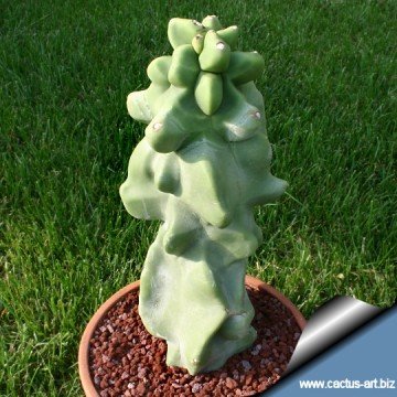 2276 cactus-art Cactus Art