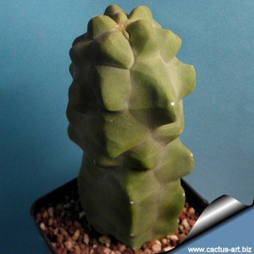 2278 cactus-art Cactus Art