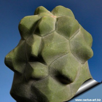 2279 cactus-art Cactus Art